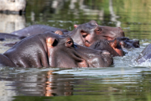 Hippos in the Okavango Delta