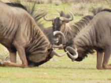 Etosha National Park, Namibia