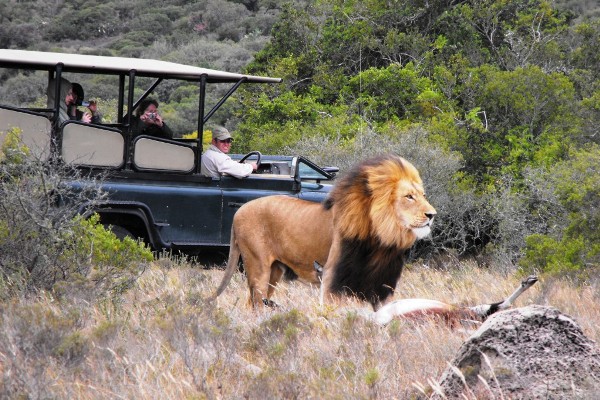 Game Drives at Amakhala Game Reserve