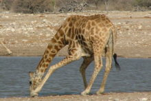 Etosha Pan