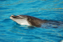 Dolphins at uShaka Marine World in Durban