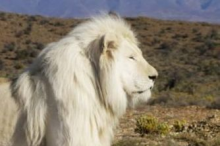 The Sanbona Wildlife Reserve in the Klein Karoo is famous for its white lions
