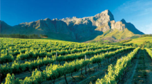 Vineyards of Stellenbosch in the Cape