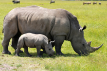 Rhinos spotted during a game drive at Phinda Forest Lodge