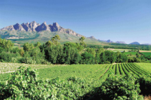 Vineyards of Stellenbosch and the Cape Winelands