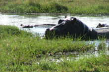 Chobe National Park