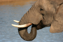 Elephants in the Addo Elephant National Park