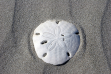 Pansy shells can be found on the beach at Plettenberg Bay