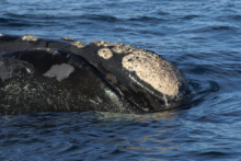 Enjoy whale watching at Hermanus