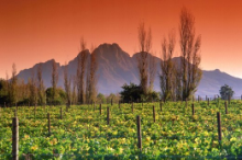 Cape winelands