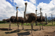 Ostrich farm in Oudtshoorn