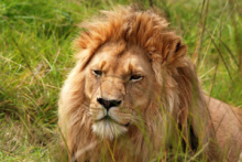 Lion in Kruger national Park