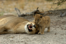 Lions in the Timbavati Reserve in the Kruger National Park