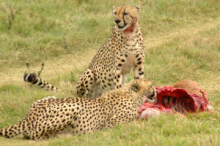 A cheatah kill, observed in the Sabi Sand Game Reserve in South Africa