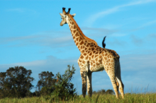 Giraffe seen on an early morning game drive safari in the Sabi Sand Game Reserve