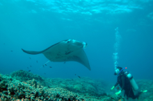 Experience spectacular marine life and reefs while scuba diving in Inhambane Mozambique
