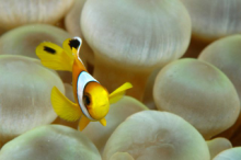 Tropical fish are in abundance around the Bazaruto Archipelago in Mozambique