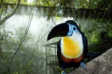 Toucan, Birds of Eden