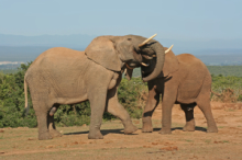 Addo Elephants